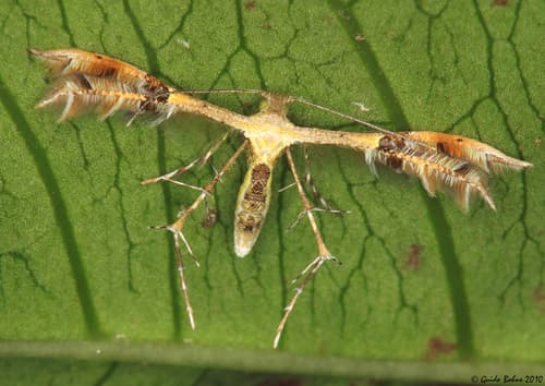 Starfruit Plume Moth