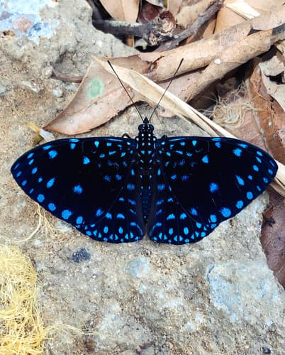 Starry Night Cracker