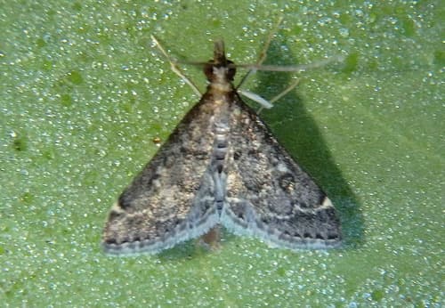 Steniodes declivalis