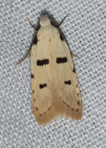 Stibaromacha ratella