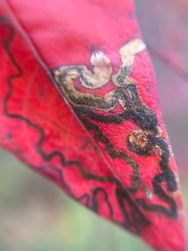 Stigmella intermedia