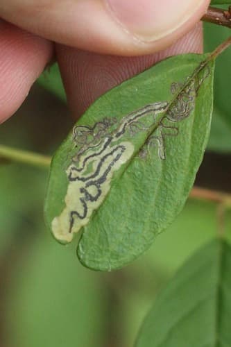 Stigmella rhamnicola
