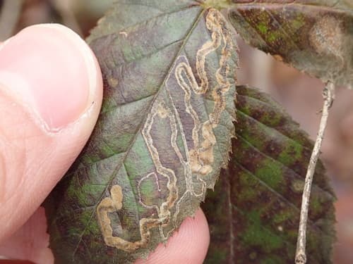 Bramble Leaf-miner Moth