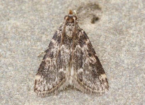 Stored grain moth