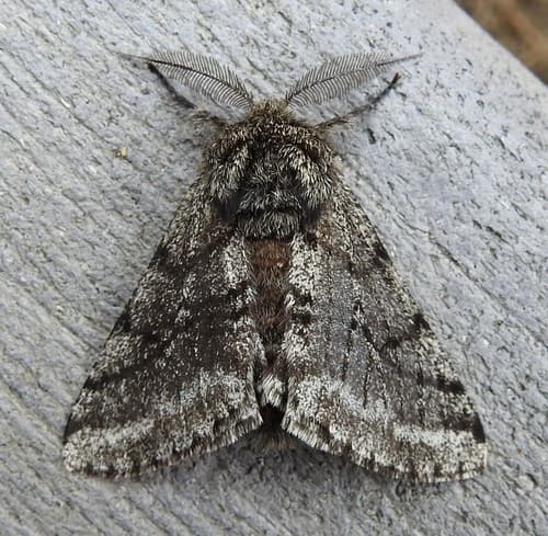 Stout Spanworm Moth