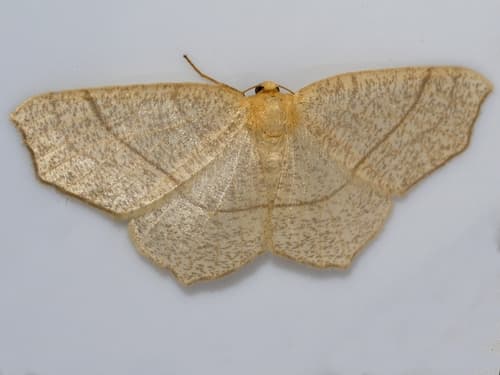 Straw Besma Moth
