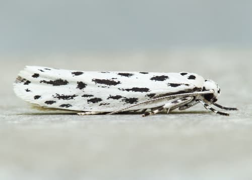 Streaked Ethmia Moth