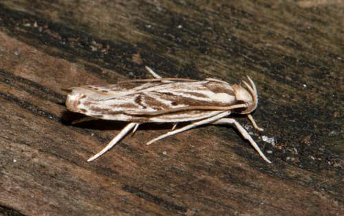Streaked Eupragia