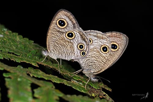 Striated Ringlet