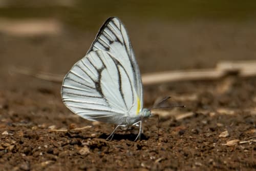 Striped Albatross