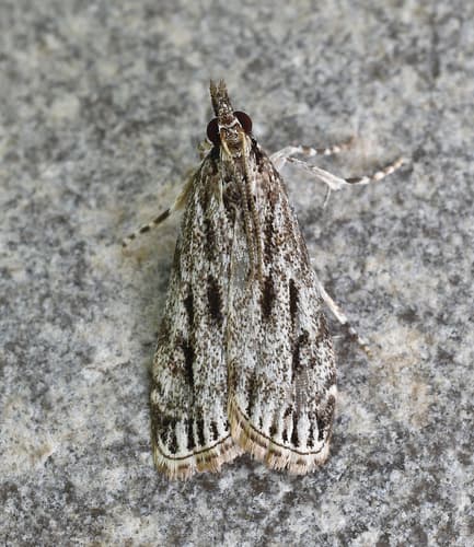 Striped Eudonia Moth