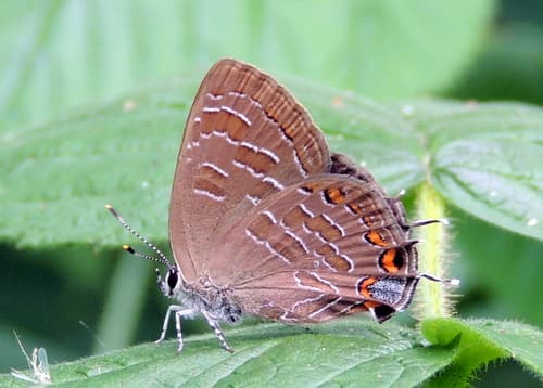 Striped Hairstreak