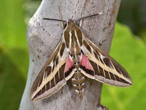 Striped Hawkmoth