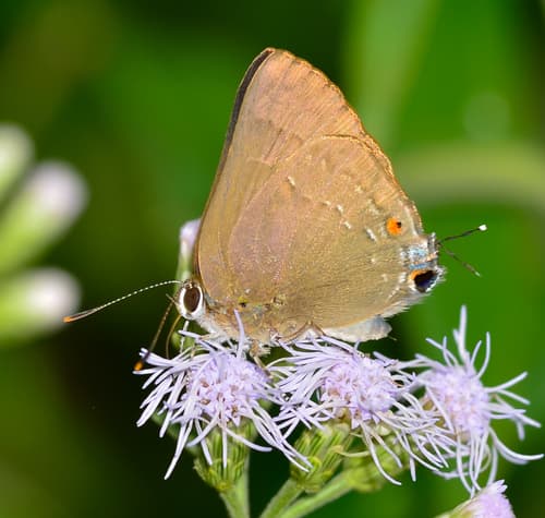 Strophius Hairstreak