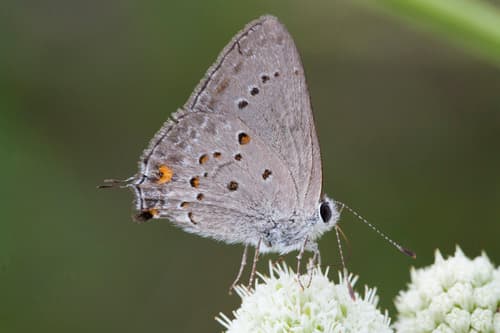 Mexican Gray Hairstreak