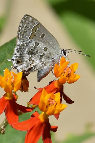 Lucena Hairstreak