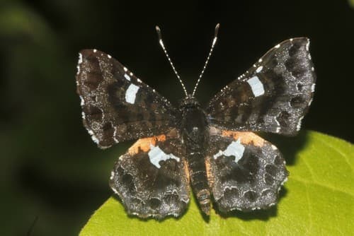 Sturnula Metalmark