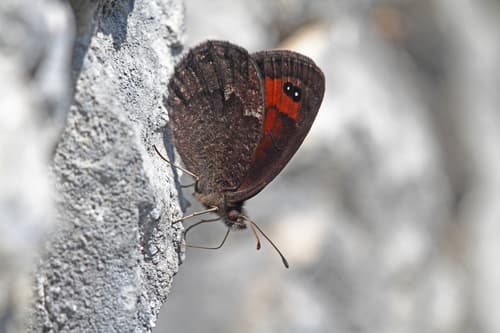 Stygian Ringlet