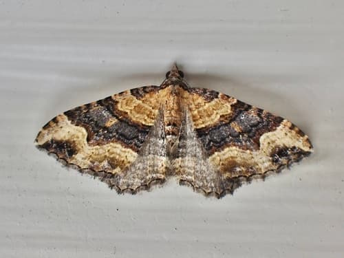 Subidaria Moth
