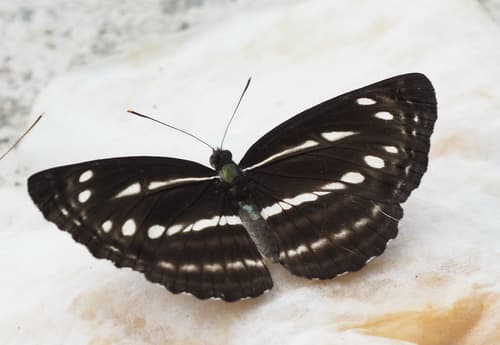 Sullied Brown Sailer