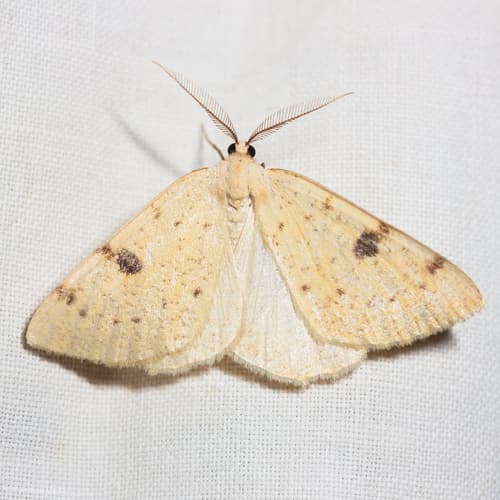 Sulphur Moth