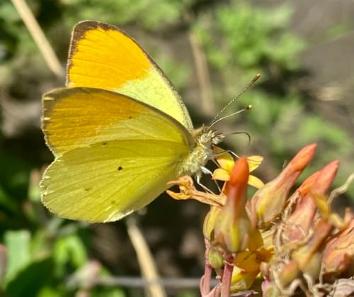 Sulphur Orange Tip