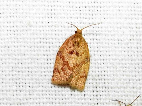 Summer Fruit Tortrix