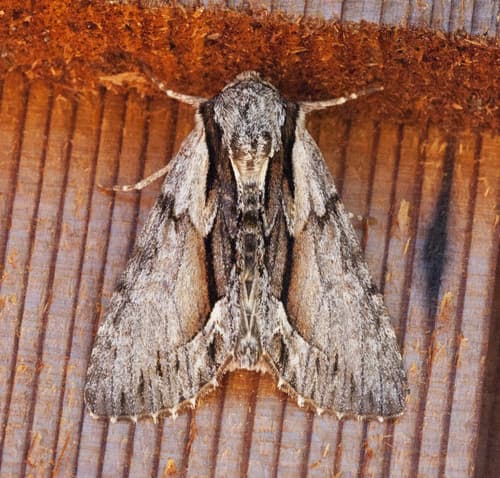 Summer Hyppa Moth