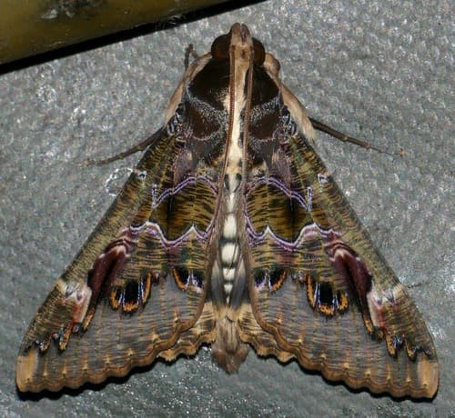 Sundowner moth