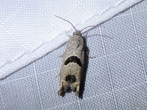 Sunflower Bud Moth