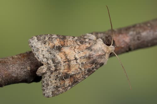 Suspected Moth