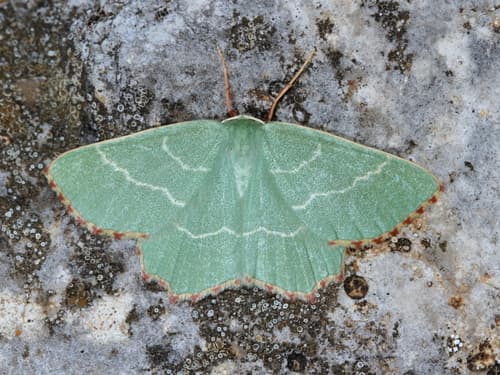 Sussex Emerald