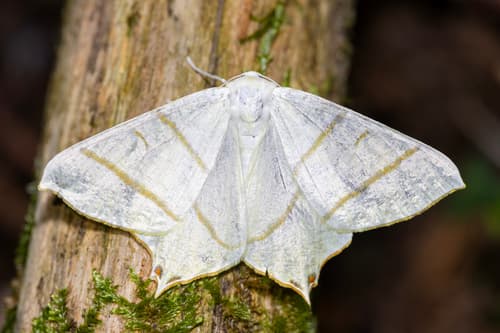 Swallow-tailed Moth