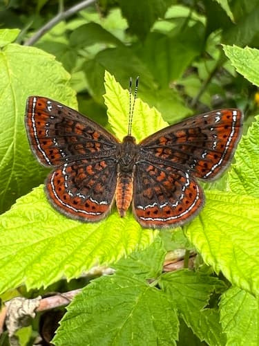 Swamp Metalmark