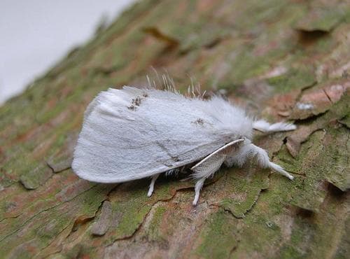 Swan Moth