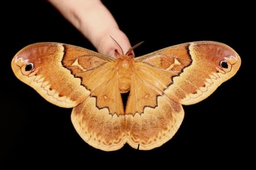 Sweetbay Silkmoth