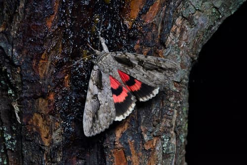 Sweetheart Underwing