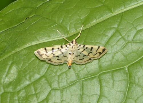 Aechmisalis Syllepte