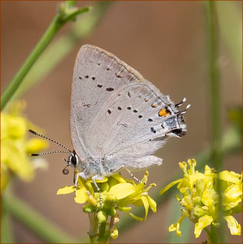 Sylvan Hairstreak