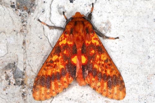 Symphlebia perflua