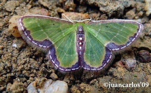 Expulsata Emerald Moth