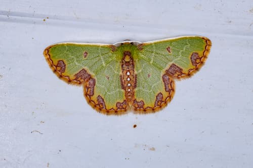 Wavy-lined Emerald Moth
