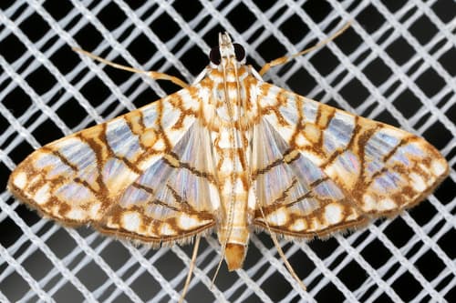 Synclera jarbusalis