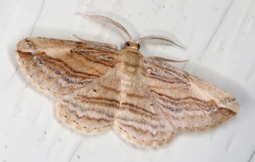 Lithina Syneora