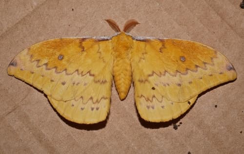 Scarlet Emperor Moth