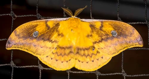 Janetta Emperor Moth