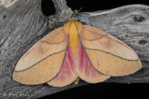 Montana Royal Moth