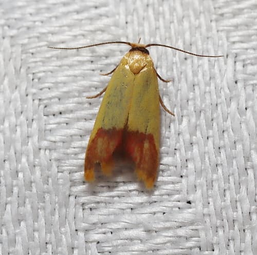 Tachystola thiasotis