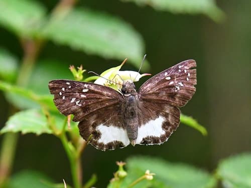 White-banded Flat