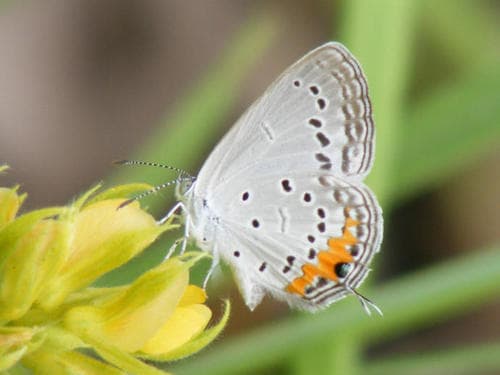 Tailed Meadow Blue